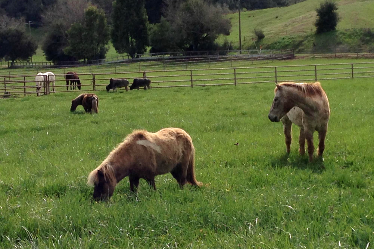 Alisal Guest Ranch and Resort California