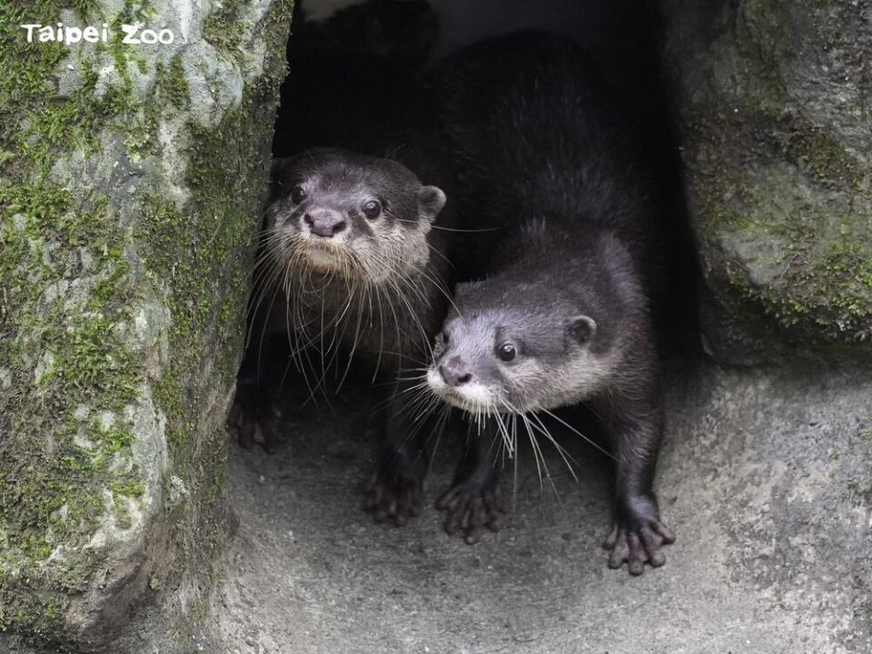 爸爸「史達奇」和媽媽「蜜香」 / 圖文來源 台北市立動物園