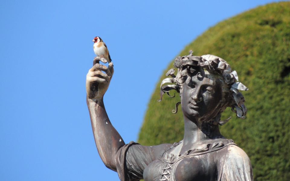 Goldfinch at Powis, a National Trust property in Powys - National Trust Emma Marshall