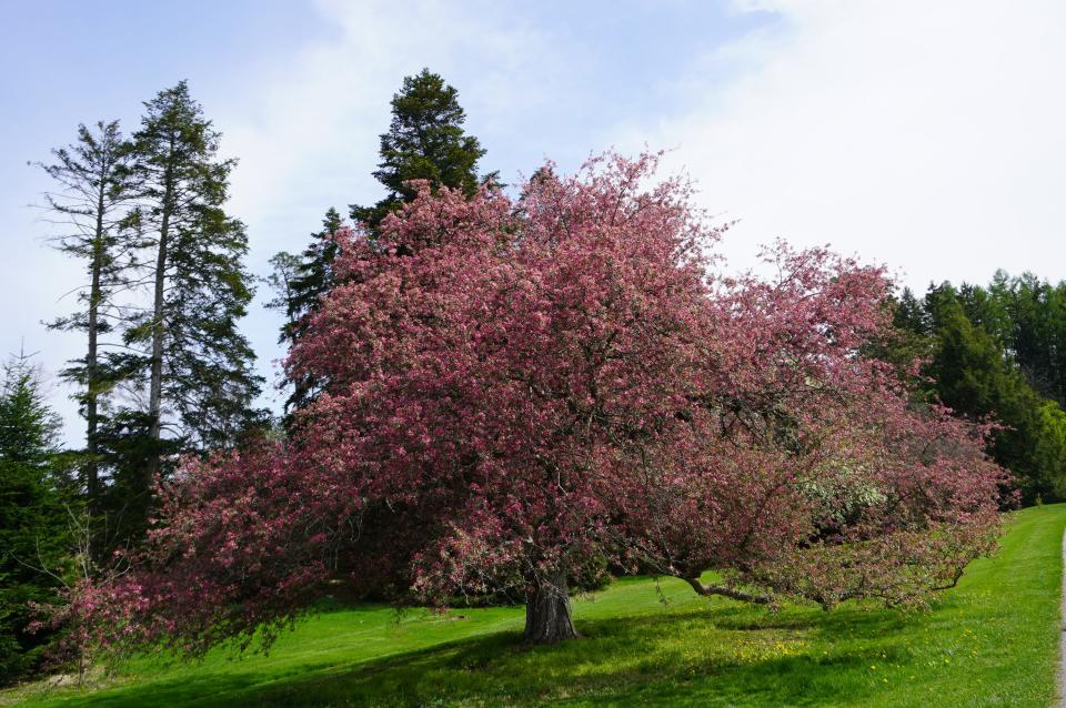 “Rosseau” crab apple at Wooster's Secrest Arboretum this past week.