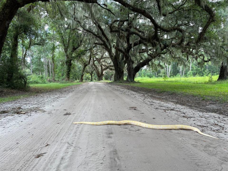 This photo was posted on the state Department of Natural Resources’ Facebook page in October 2022. The DNR warns against releasing nonnative reptiles. The DNR identified the snake as a Burmese python, a native of southeast Asia. It was found on Johns Island.