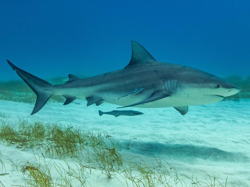 Photo of a bull shark taken during a diving expedition in Tiger Beach, Bahamas.