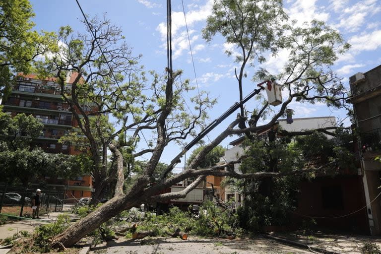 El árbol que había caído sobre el techo de la casa de Roberto Vitelli, en Villa Pueyrredón, y que ya fue retirado durante el operativo de limpieza