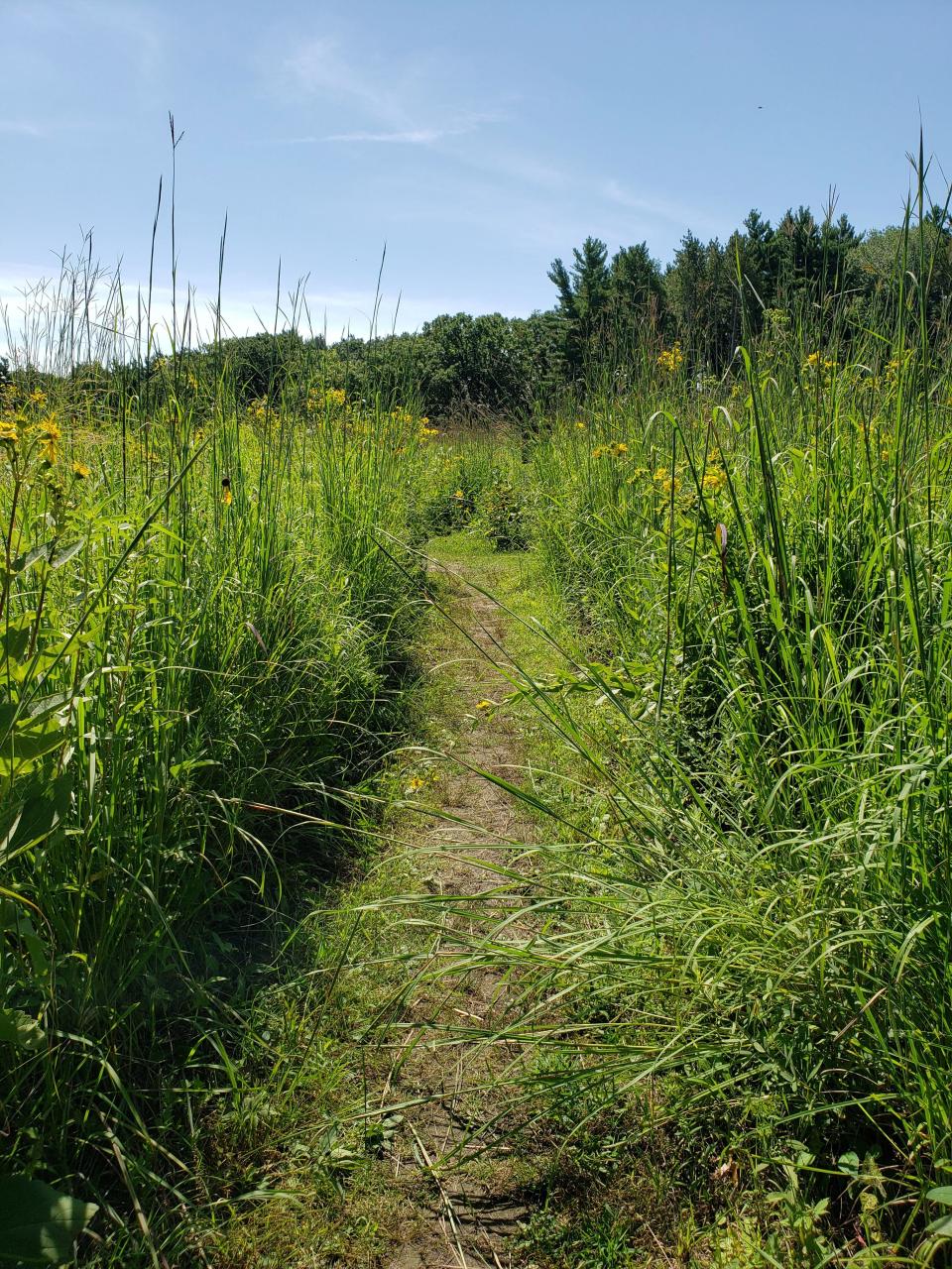 A narrow trail winds through the Curtis Prairie at the UW Arboretum in Madison.