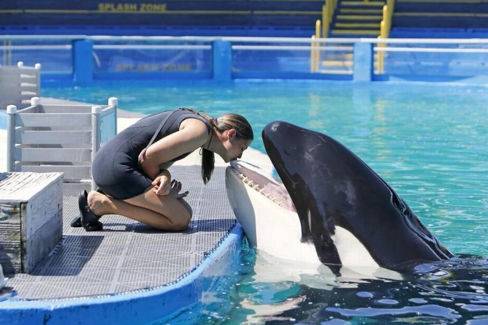 La gerente de entrenamiento animal del Miami Seaquarium, Marni Wood, besa a la orca Lolita en el Miami Seaquarium ,el miércoles 30 de agosto de 2017, en Key Biscayne.