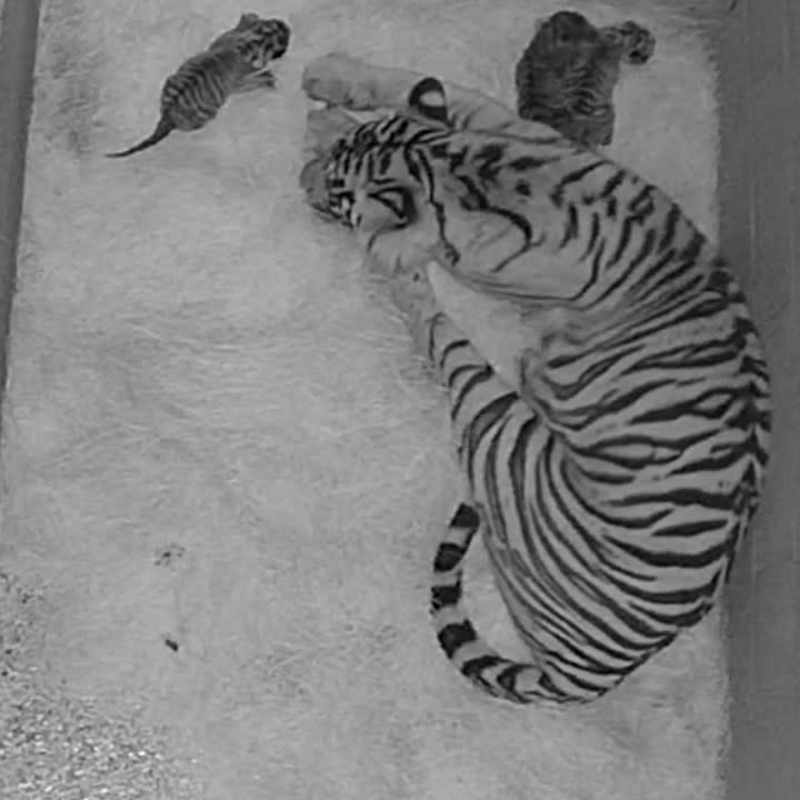 Anne, the mother tiger, and her new cubs (Courtesy: Nashville Zoo)