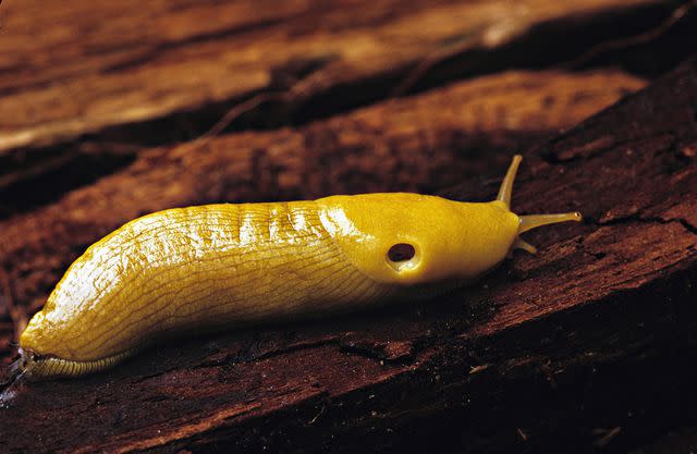 <p> Ed Reschke / Getty Images</p> Banana slugs secrete dry granules of mucus as they crawl.