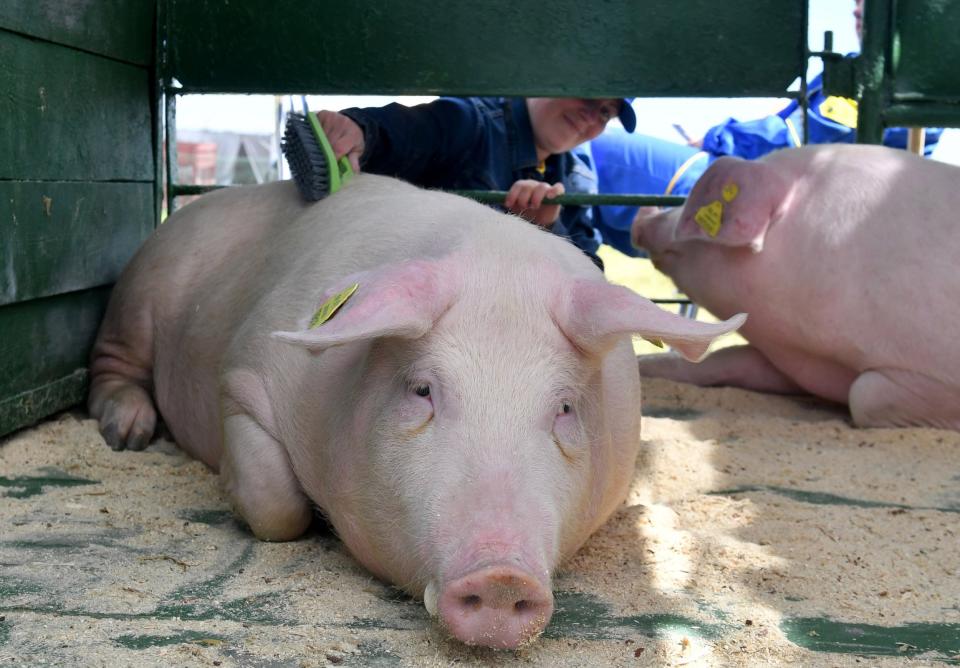 CO2 causes burning pain in pigs when used for stunning, welfare groups claim: Viktor Drachev/TASS