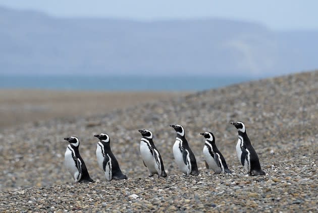Magellanic penguins walk in single file at El Pedral penguin colony in the Patagonian region of Argentina on October 1, 2015. See more <a href="http://www.theatlantic.com/photo/2016/05/a-trip-to-patagonia/483165/?utm_source=yahoo" rel="nofollow noopener" target="_blank" data-ylk="slk:here;elm:context_link;itc:0;sec:content-canvas" class="link ">here</a>. (Juan Mabromata / AFP / Getty)