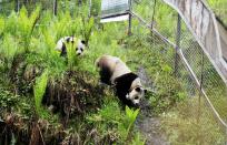 The giant pandas explore their new home. Over the last few years, Tao Tao has been learning all the behaviours pandas need in the wild, such as walking, climbing trees and looking for food.