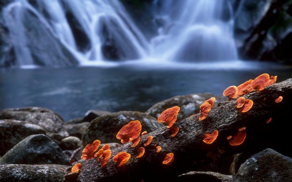 Entangled Life uses fungi as an example of how the natural world is an intricate matrix - Getty