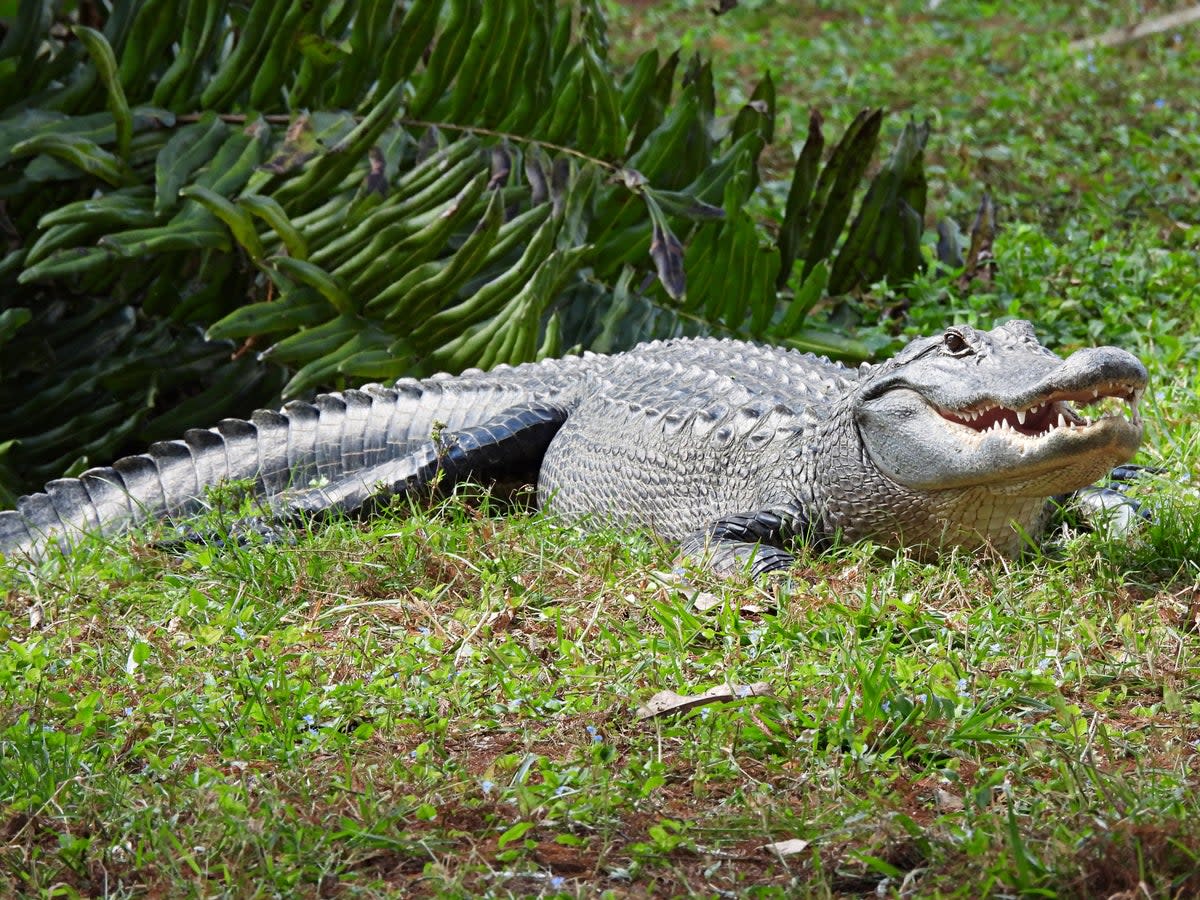 Police determined a person was pulled into the water by an alligator  (Getty Images/iStockphoto)