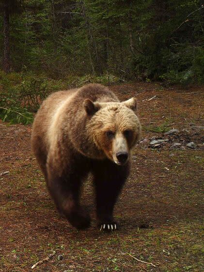 FILE - In this undated trail camera photo provided by the Montana Fish, Wildlife and Parks, a grizzly bear walks in the North Fork of the Flathead River drainage in Montana. Montana wildlife officials on Tuesday, Dec. 14, 2021, advanced plans that could allow grizzly bear hunting in areas around Glacier and Yellowstone national parks, if states in the U.S. northern Rockies succeed in their attempts to lift federal protections for the animals. (Montana Fish, Wildlife and Parks via AP, File)