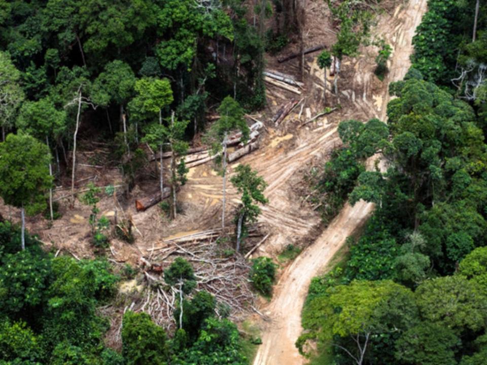 Aerial view of trees being removed in carbon-rich peatland forest near Mbandaka in the Democratic Republic of the Congo (© Daniel Beltrai / Greenpeace)