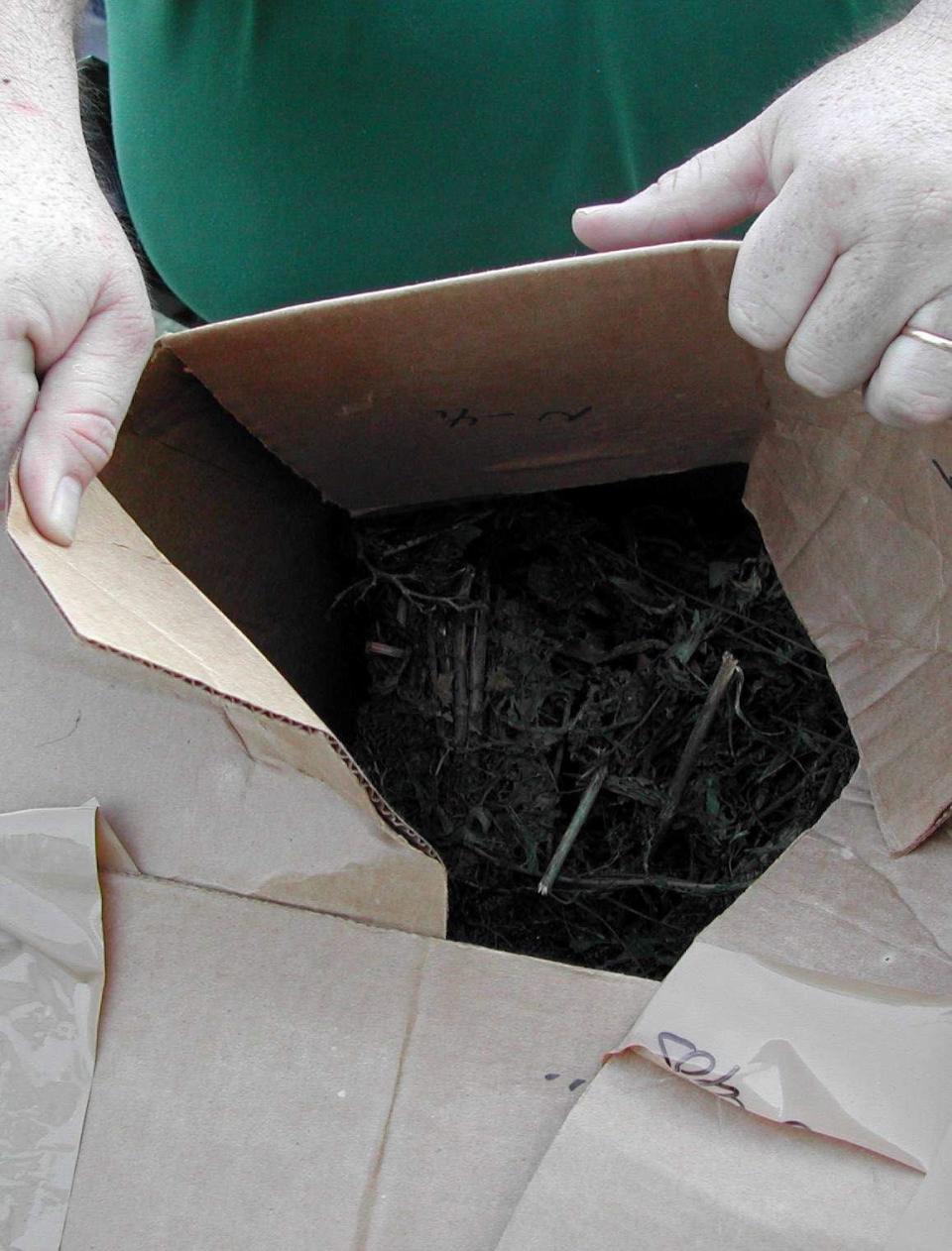 A Nassau County lawman holds a box of loose marjuana leaves in this 2005 photo. Former Sheriff's Office Sgt. James Darrell Hickox has taken a plea deal after being charged with stealing more tha 1,000 pounds of marijuana from the Sheriff's Office to resell.