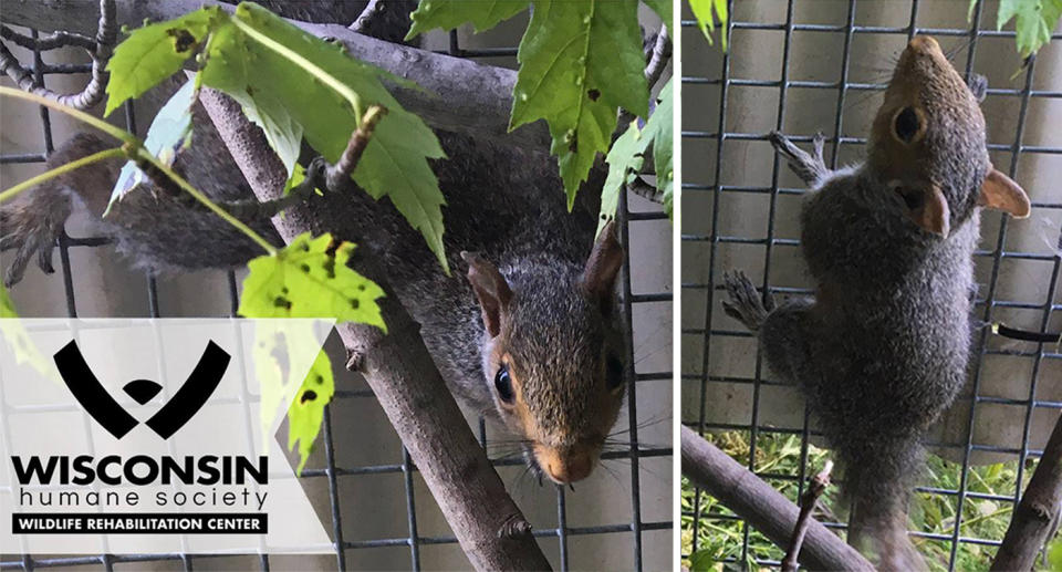 Five Wisconsin baby squirrels rescued after their tails became entangled in a Gordian Knot.