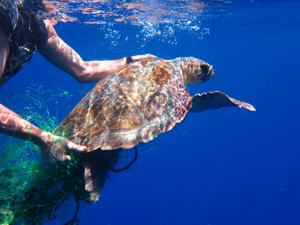 Thurderbird became entangled in ghost fishing gear