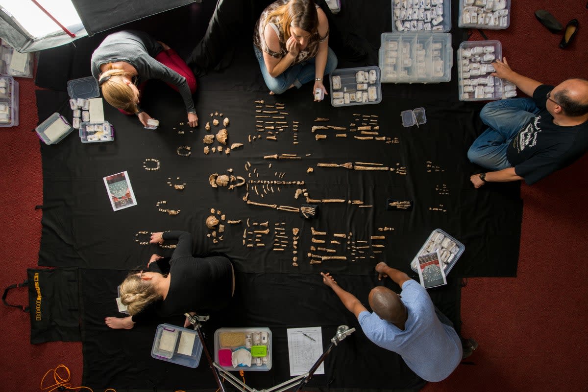 The team lays out fossils of H. naledi at the University of the Witwatersrand’s Evolutionary Studies Institute (Robert Clark/National Geographic)