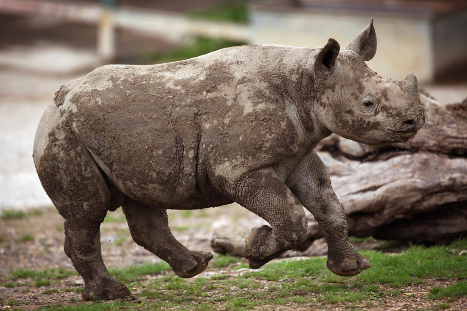 The New Arrivals At Port Lympne Wild Animal Park