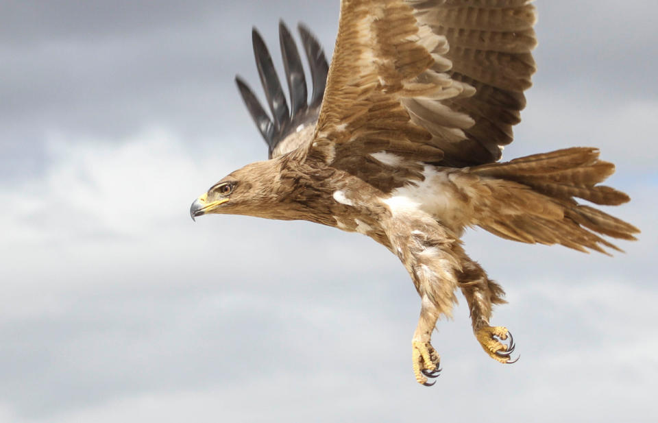 This 2018 photo provided by Evan R. Buechley shows a Tawny Eagle in Ethiopia. The tawny eagle is considered vulnerable to extinction by scientists. The destruction of forests and grasslands in Africa and South Asia are shrinking its habitat. Globally the top threats to birds of prey are habitat loss, climate change and toxins in the environment. (Evan R. Buechley via AP)