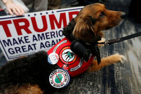 A service dog is seen wearing a pin in support of Republican U.S. presidential candidate Donald Trump during the California Republican Convention in Burlingame, California, U.S., April 29, 2016. REUTERS/Stephen Lam