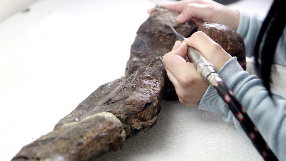 A large bone being cleaned with a brush ion a table