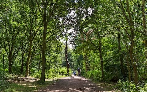 Sherwood Forest - Credit: Alamy