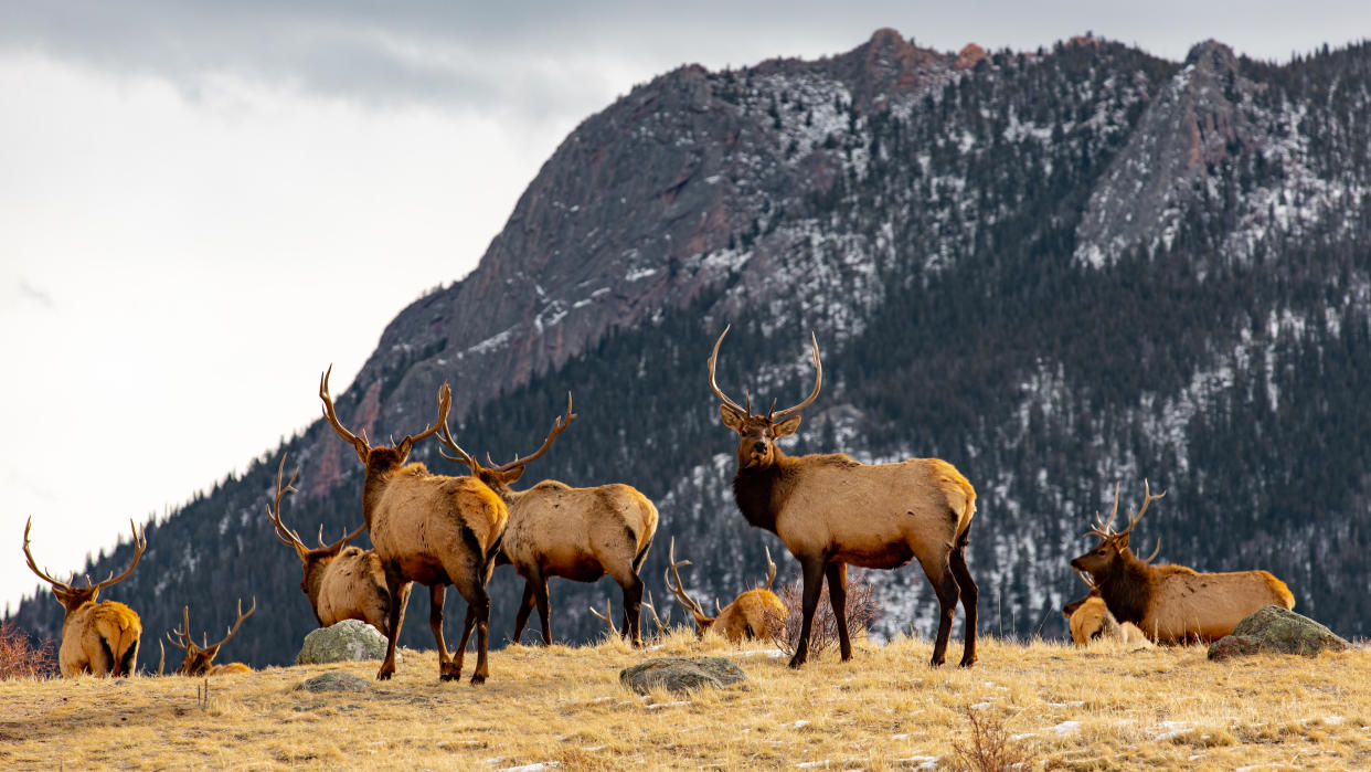  Elk herd at Estes Park, Colorado, USA. 