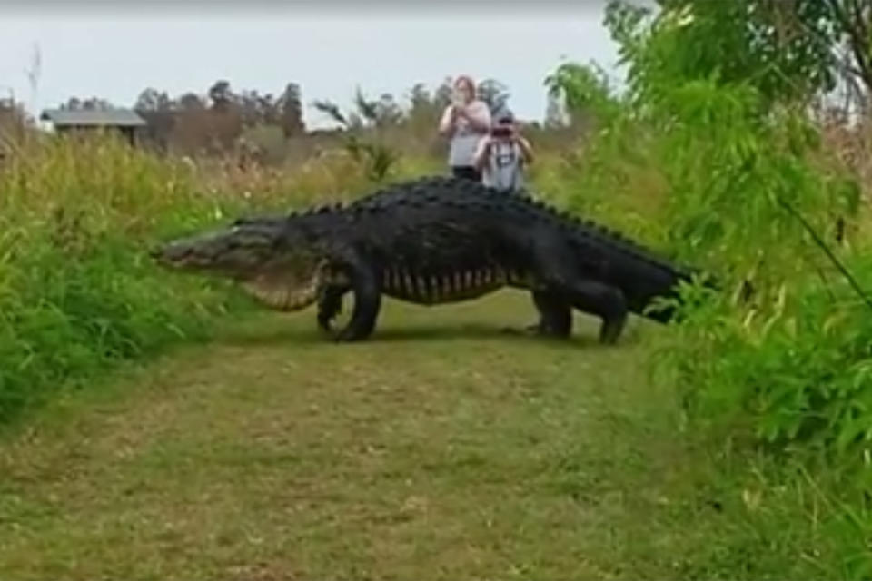Dieser Alligator treibt sich im Naturreservat herum. (Bild: Facebook/Kim Joiner)