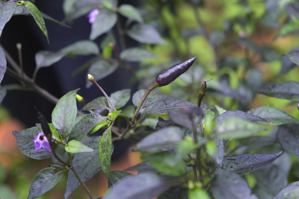 Chilies grow in a garden started by Naga girl Neichutuonuo Yhome, 23, and her two younger sisters during the lockdown to curb the spread of the coronavirus, in Kohima, capital of the northeastern Indian state of Nagaland, Monday, June 29, 2020. Nagas are traditional farmers. But as concrete covers land that was once tilled, lifestyles have changed. Kohima, the semi-urban capital of the northeastern Indian state of Nagaland, relies on satellite villages for fresh supplies of green vegetables. And supply lines were cut during India's 10-week nationwide lockdown that eased in early June, inspiring residents to grow their own. (AP Photo/Yirmiyan Arthur)