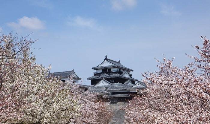 日本櫻花示意圖。圖片來源：長榮航空