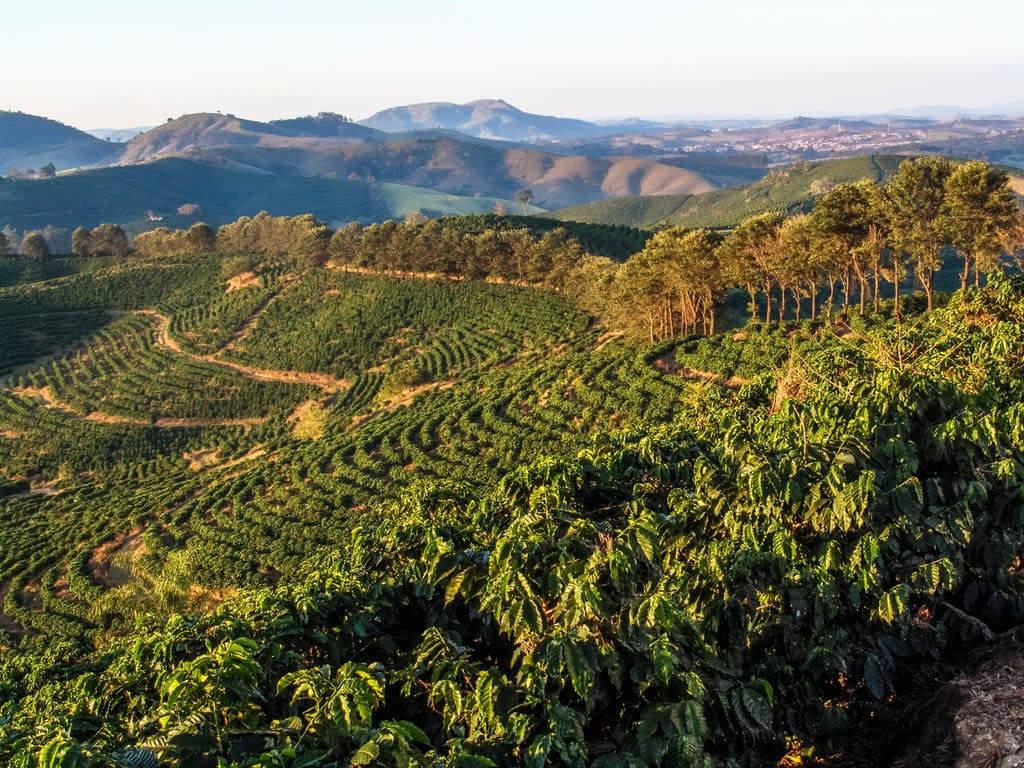 A coffee plantation in Minas Gerais, Brazil. The country produces around 40% of the world’s coffee supply (Getty)