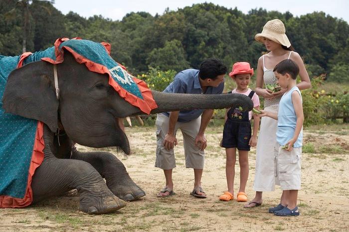 Ride a Sumatran elephant: Located at Nirwana Resort Center in Nirwana Gardens, The Jumbo Park presents a wonderful opportunity to get up close and personal with these gentle giants.