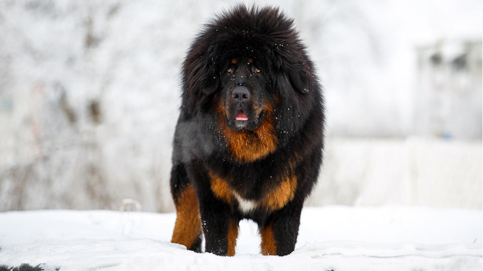 The family thought they had purchased a Tibetan Mastiff. Source: Getty (file image)