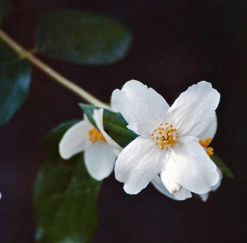 The syringa was collected by Meriwether Lewis during his expedition through Idaho and the rest of the Pacific Northwest. Pete Zimowsky/Pete Zimowsky