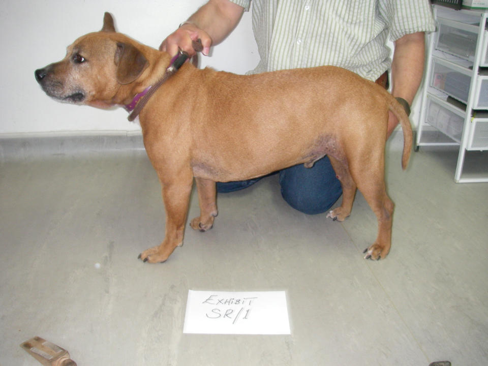 Dibbley the dog after his recovery when his weight went up to more than 20kg (Picture: SWNS)