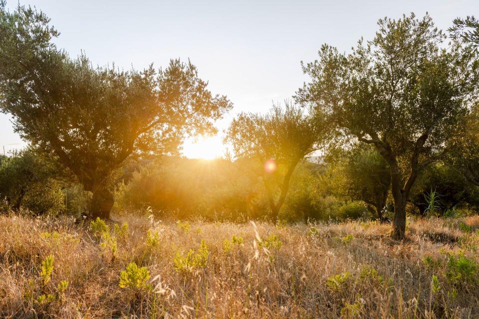 greece, corfu, olive orchard at sunset
