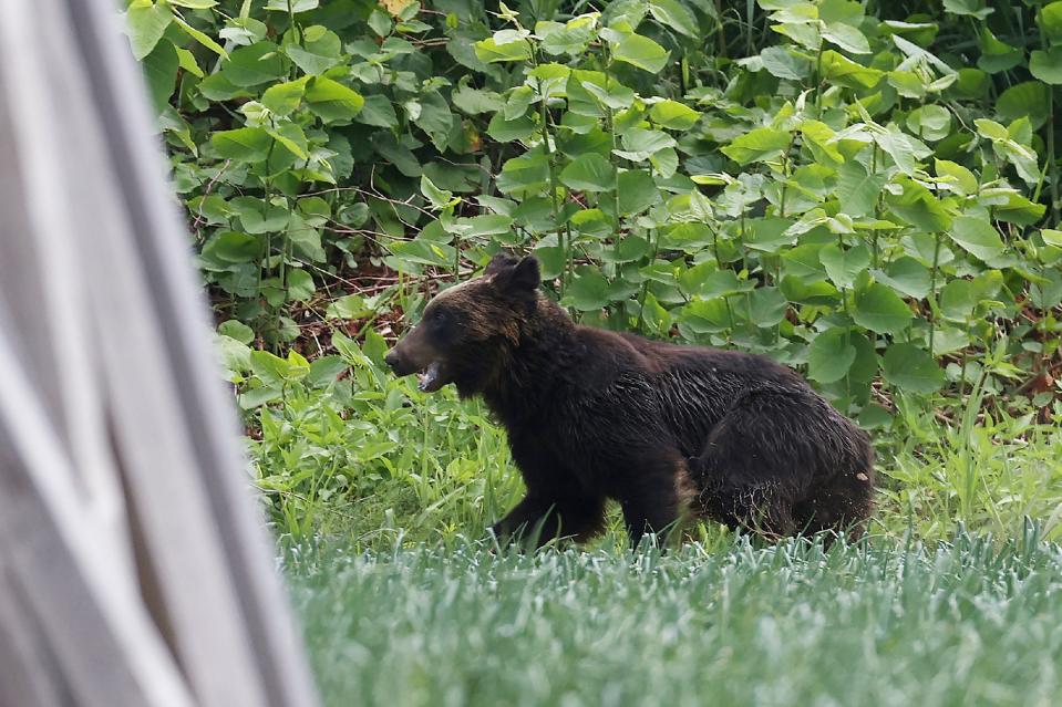 This picture shows a brown bear that is on the loose in Sapporo, Hokkaido prefecture on June 18, 2021. - A brown bear was on the loose in the northern Japanese city of Sapporo, with the government warning residents to stay home after the animal injured four people including a soldier. - Japan OUT (Photo by STR / JIJI PRESS / AFP) / Japan OUT (Photo by STR/JIJI PRESS/AFP via Getty Images)