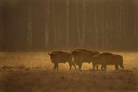 See the European bison in Poland - Credit: Naturecolors - Fotolia