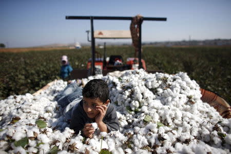 File photo of Moayed, a 9-year old Syrian refugee boy, lying over cotton clumps as the other Syrians work in a cotton field in the village of Bukulmez on the Turkish-Syrian border, in Hatay province, Turkey, November 3, 2012. REUTERS/Murad Sezer/Files