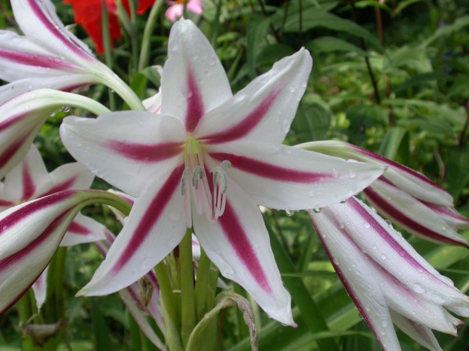 Milk and Wine Crinum is a rare lily that has grown in Leon County yards for a century or more.