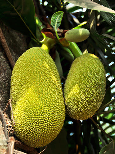 Jackfruit