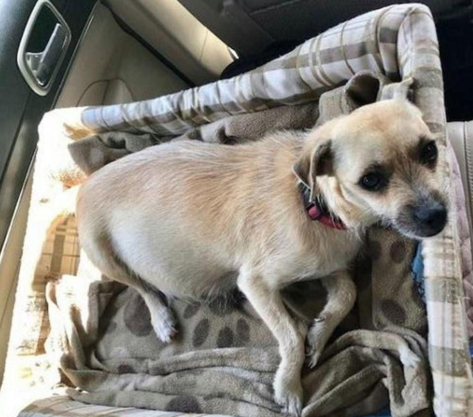 Rebecca Lynch, the president of a rescue shelter in Florida, was on vacation when she found the pregnant dog