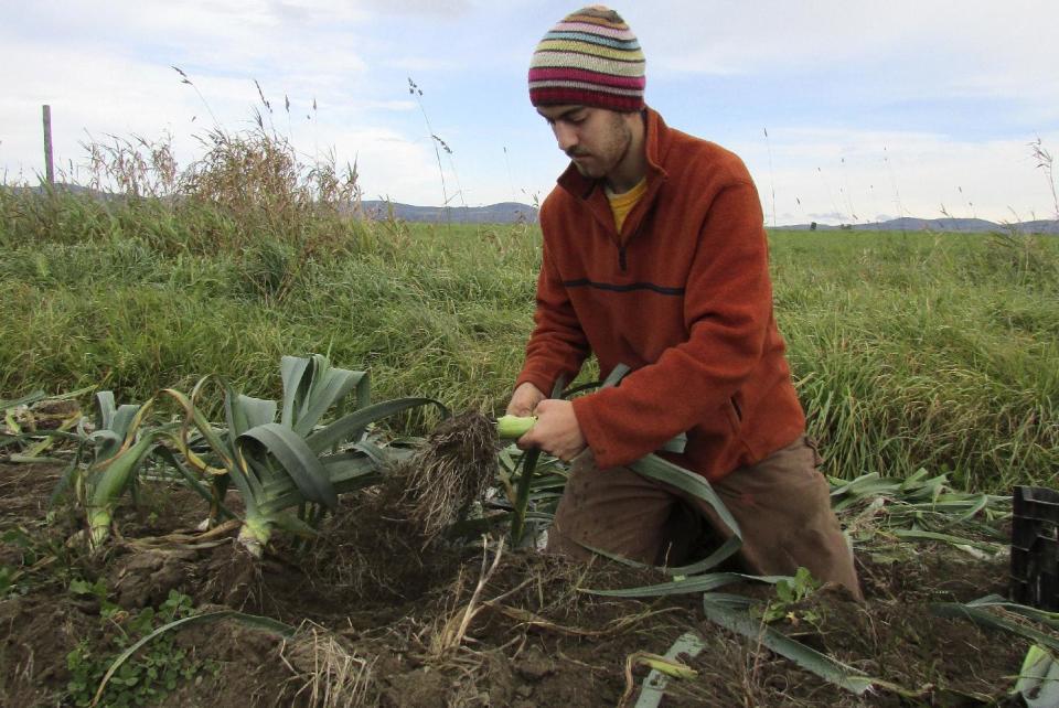 In this Oct. 16, 2013 photo released by Sterling College, student Ezra Fradkin, of Amherst, Mass., works picking leeks at the Sterling College lower garden during the Fall 2013 All-College Work Day in Craftsbury, Vt. At Sterling and six other schools across the country are required to work as part of their education, which gives them a discount on their tuition, and some leave school debt-free. (AP Photo/Sterling College, Christian Feuerstein)