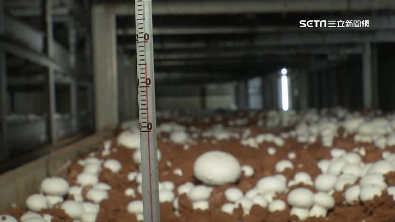 菇場的冷氣溫度都控制在15、16度，且四季均可收成。