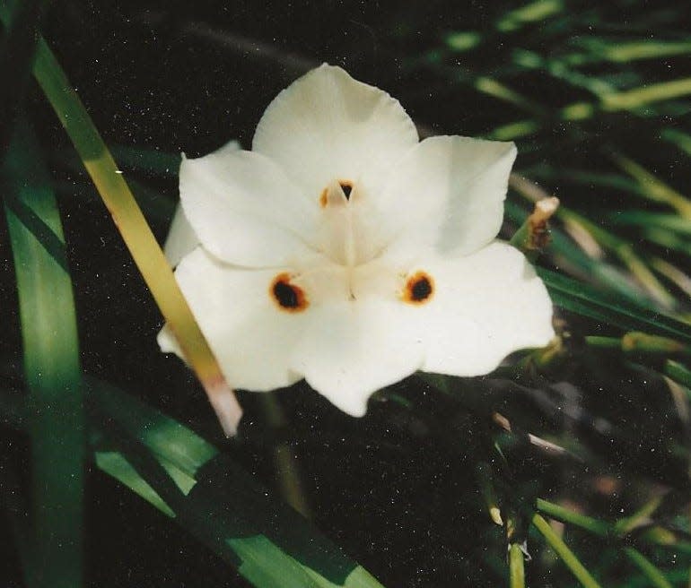 Yellow African iris (Dites bicolor) is a clumping perennial with grasslike leaves. It features yellow, maroon-spotted flowers from late winter into early summer.