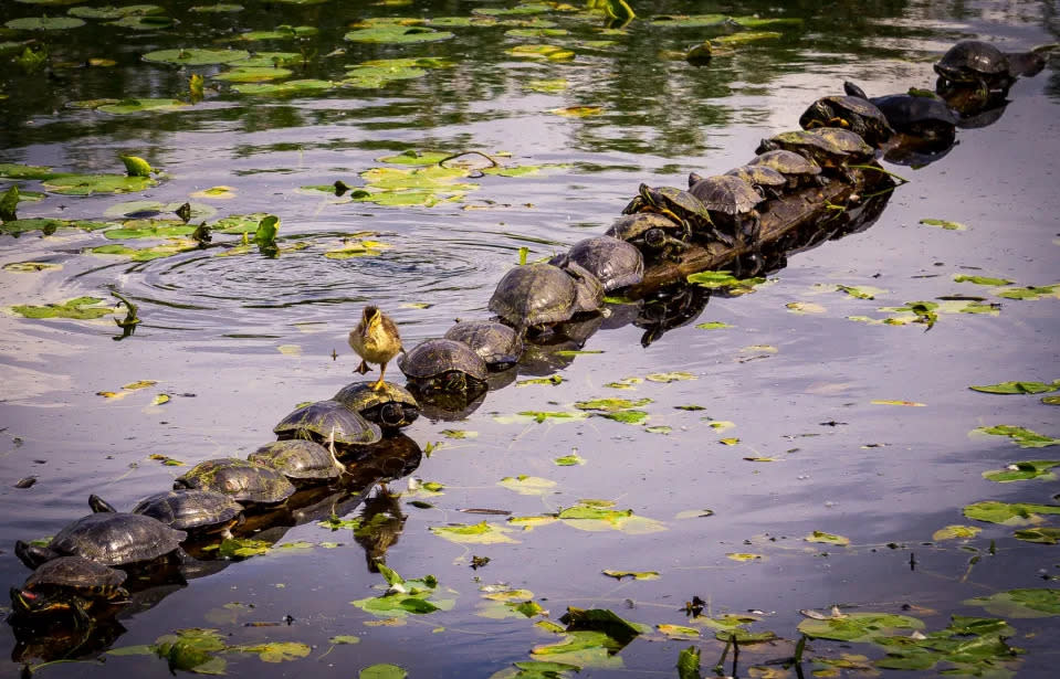 Título “Disculpe… ¡Perdone!”. Un patito se pasea por un tronco lleno de tortugas en el Parque de los humedales de Juanita en Kirkland, Washington.