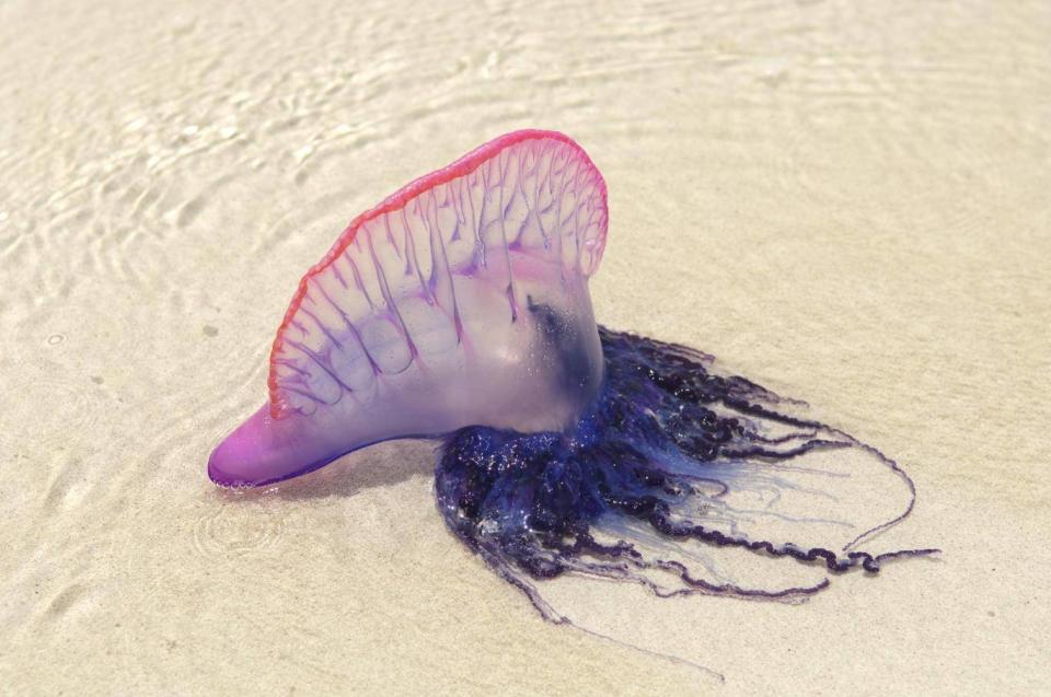 Portuguese man o' war stings are painful but rarely fatal (Getty Images/iStockphoto)