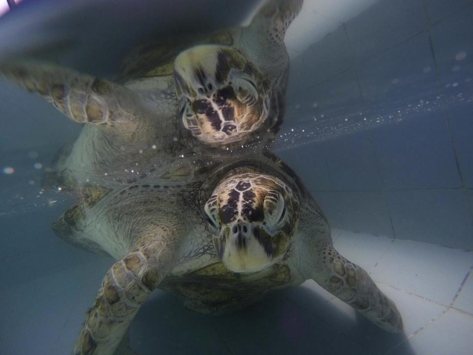 In this Friday, March 3, 2017 photo, the female green green turtle nicknamed "Bank" swims in a pool at Sea Turtle Conservation Center n Chonburi Province, Thailand. Veterinarians operated Monday, March 6, 2017, on "Bank," removing less than 1,000 coins from the endangered animal. Her indigestible diet was a result of many tourists seeking good fortune tossing coins into her pool over many years in the eastern town of Sri Racha. (AP Photo/Sakchai Lalit)