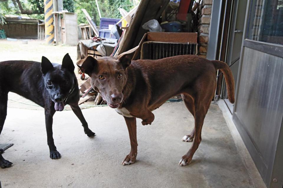 魏德松收養的狗黑糖（右），3年前上山玩耍卻被捕獸夾夾傷，帶去動物醫院截肢。在魏德松的照養下，如今能活蹦亂跳。